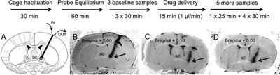 Corticotropin-Releasing Factor Receptors Modulate Oxytocin Release in the Dorsolateral Bed Nucleus of the Stria Terminalis (BNST) in Male Rats